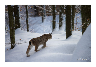 Lynx en hivers - 0871