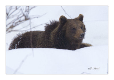 Cubby Bear - 6558