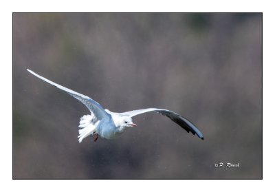 Seagul sailing - 7939