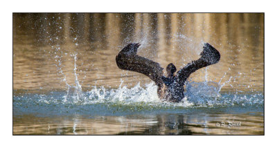 Jeux d'eau du cormoran - 8158