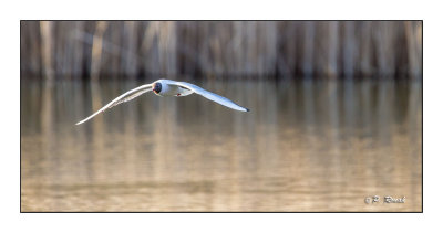 Seagull on the glide slope - 8396