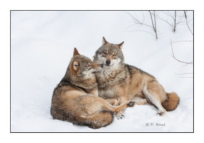 wolves hugging - 1221
