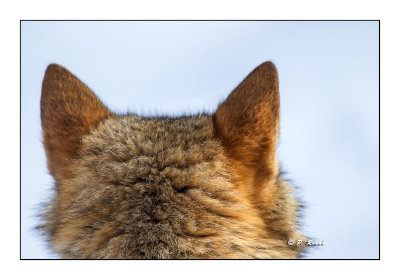 wolf's ears - 7036