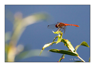 Libellule rouge - 1040