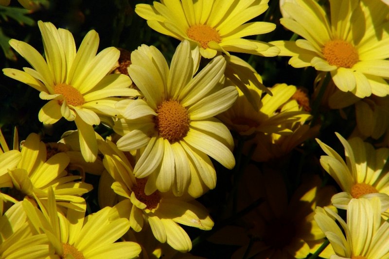 Flower Power