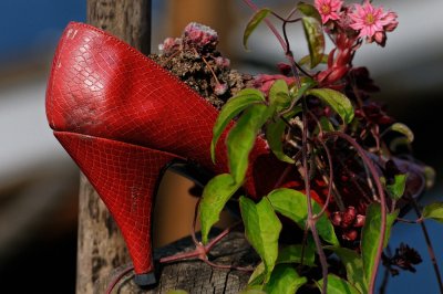 Red Shoe Diary