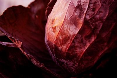 g4/28/34828/3/60348633.sunsetonredcabbage.jpg