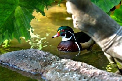 Wood Duck