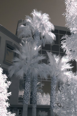 Palm trees - business building