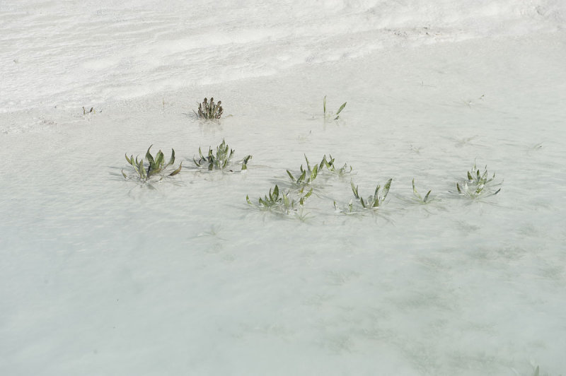 Pamukkale March 2011 4207.jpg