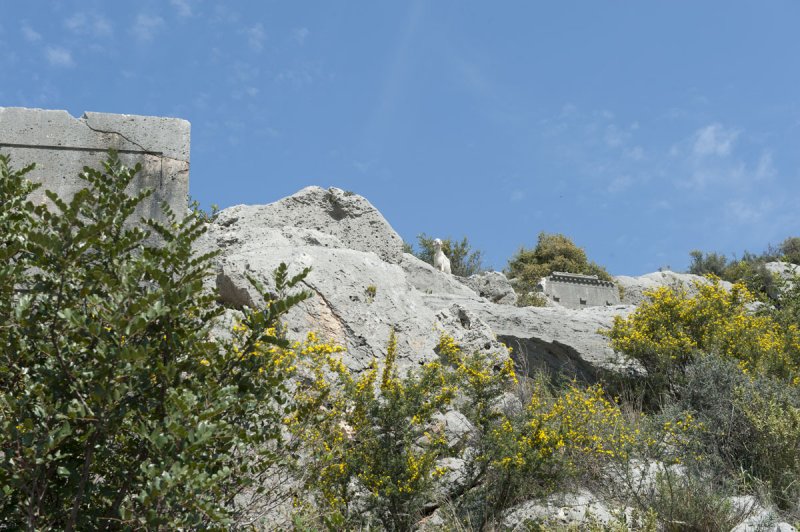 Limyra march 2012 5141.jpg
