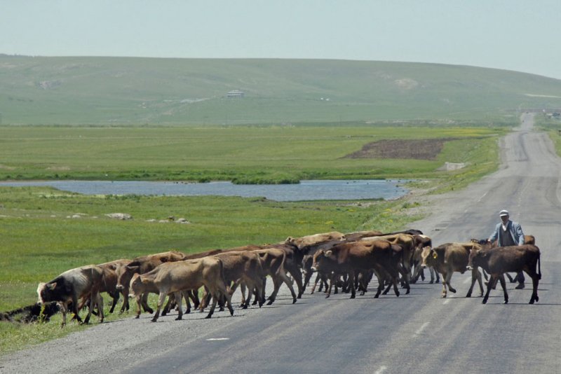 Kars to Artvin 3849.jpg