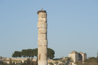 Selcuk Artemis Temple March 2011 3452.jpg