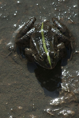 Letoon Frog 5361.jpg
