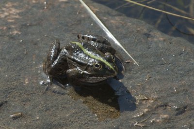 Letoon Letoon Frog 5362.jpg