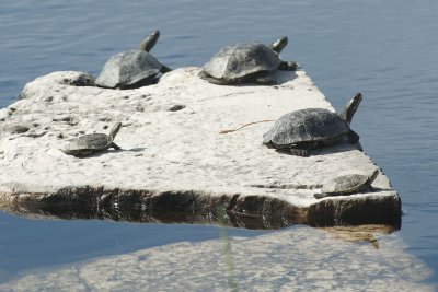 Letoon water turtles 5363.jpg