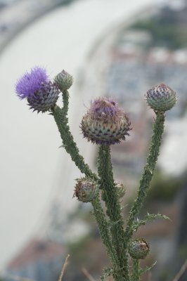 Amasya june 2011 7408.jpg