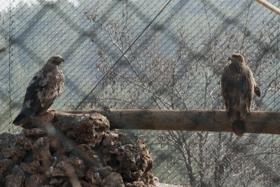 Gaziantep December 2011  2238.jpg