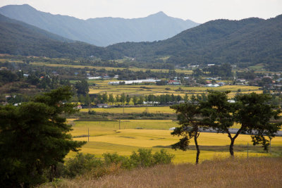 Rice fields at Geyryong Meyon