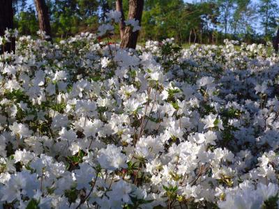 White azalees