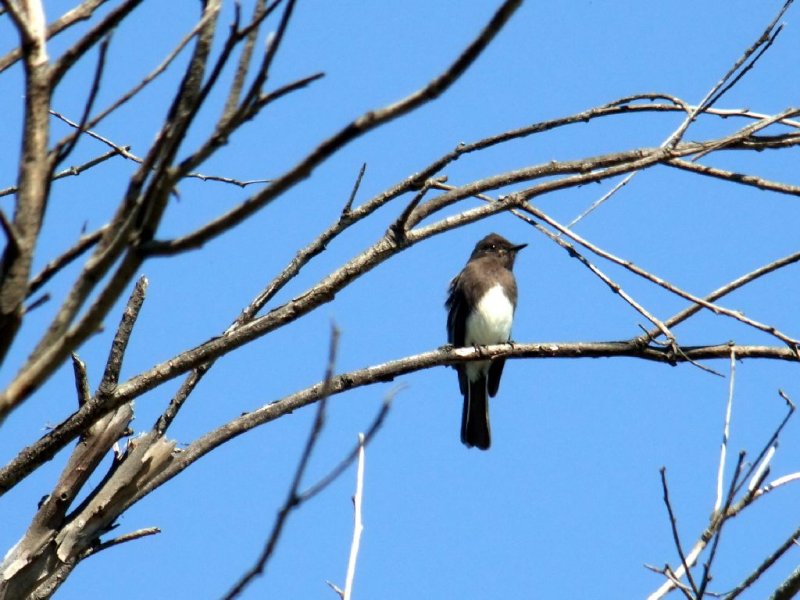 Black Phoebe