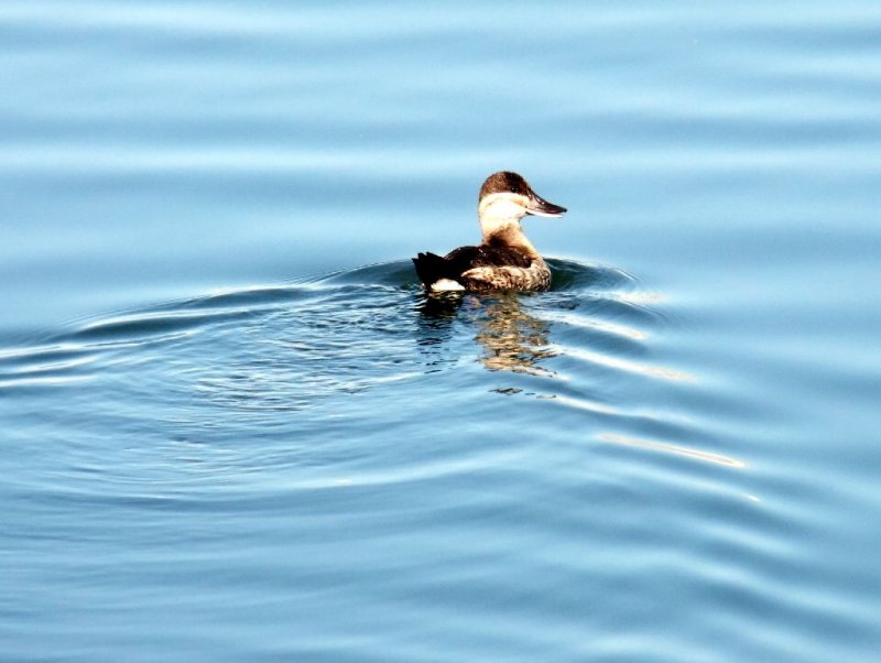 Pintail