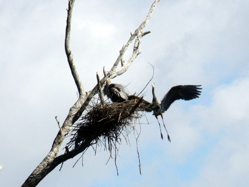 A New Male Arrives to Try to Get the Female to Accept Him