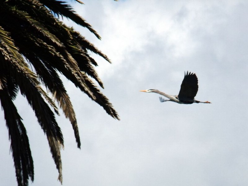 Back to His Own Palm Tree Nest