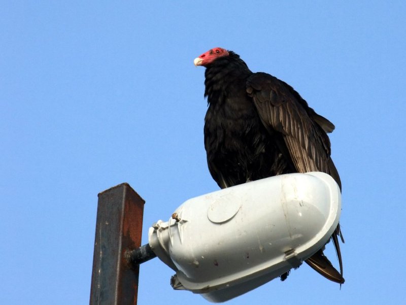 Turkey Vulture
