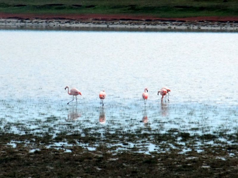 Flamingoes