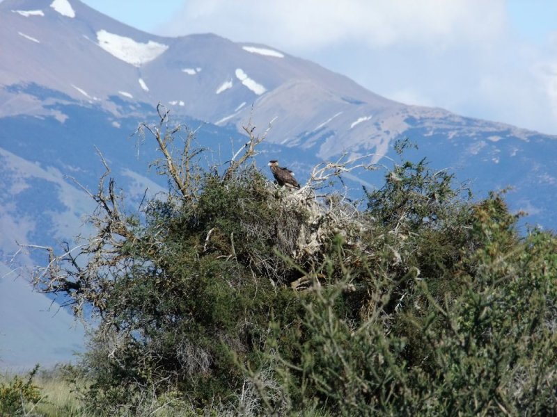 Striated Caracara nesting