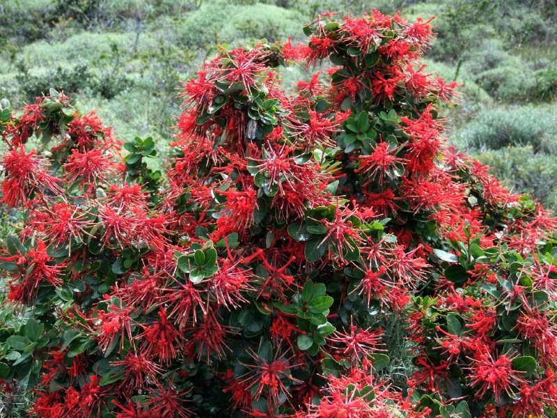 Fire Bush
