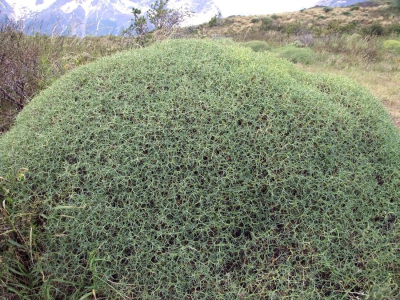 Mother-in-law Bush