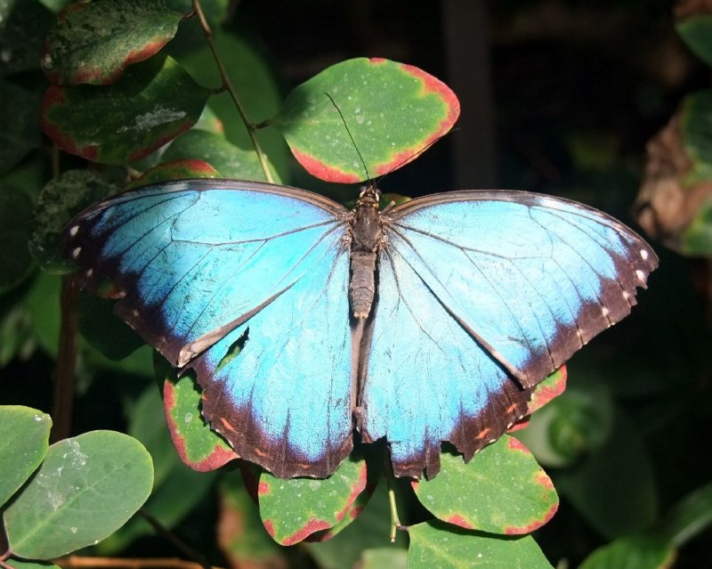 Blue Morpho - opened