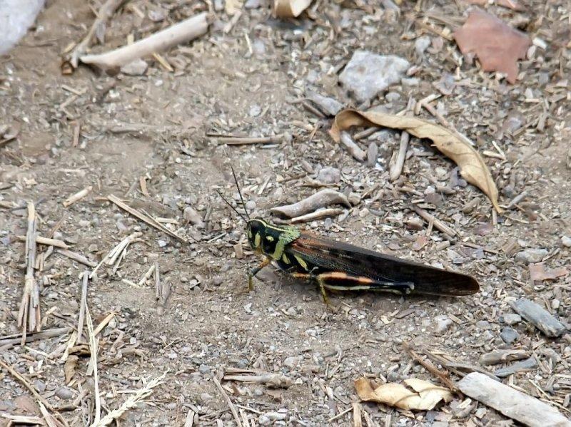 A Galapagos Grasshopper