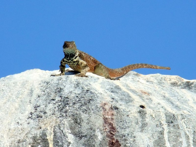 Espaola Lava Lizard