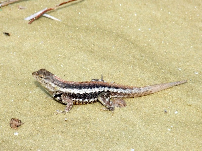 San Cristobal Lava Lizard