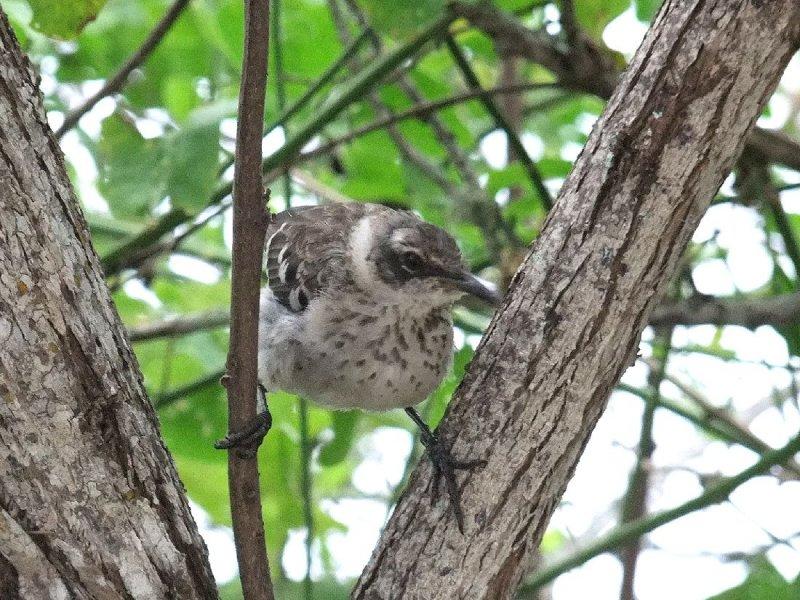 Galapagos Mockingbird