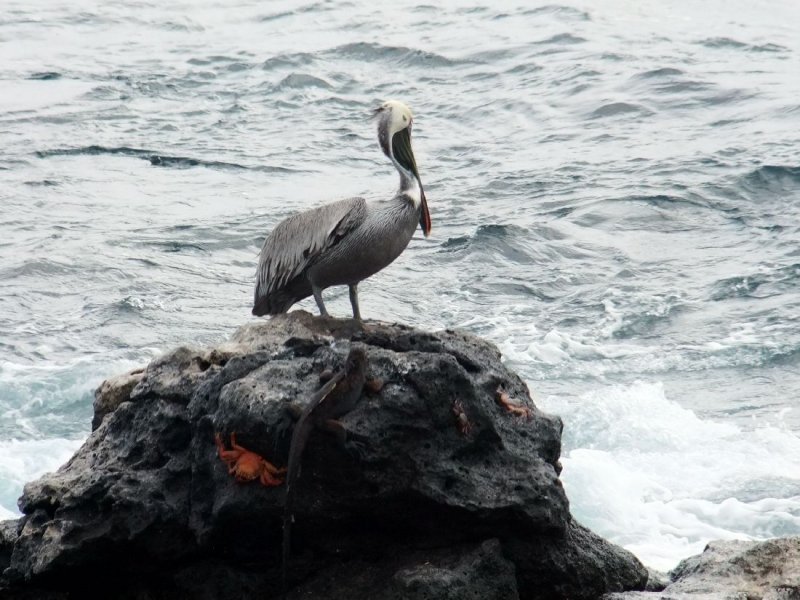Brown Pelican (should be called the Grey Pelican)