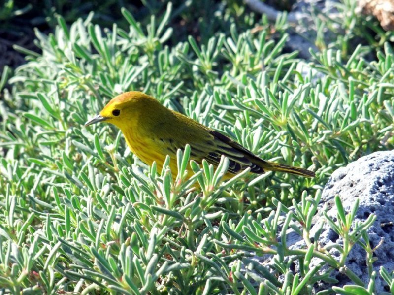 Yellow Warbler