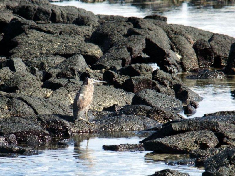 Lava Heron