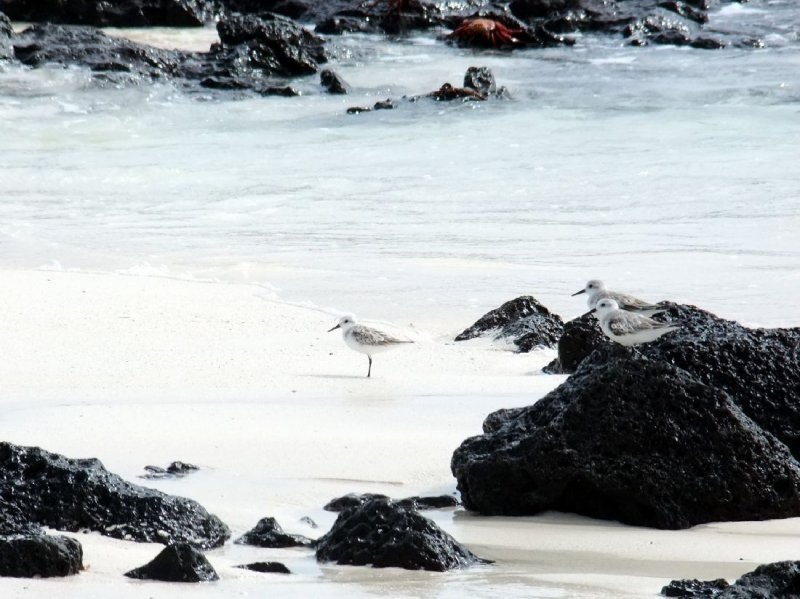 Sanderlings
