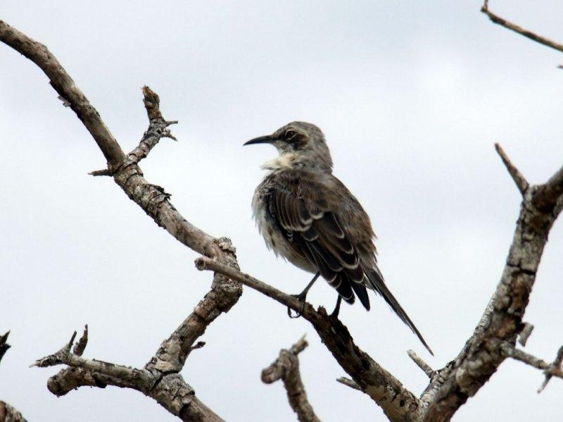 San Cristobal Mockingbird