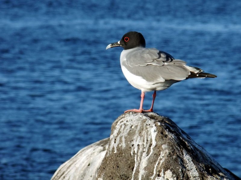 Swallowtail Gull