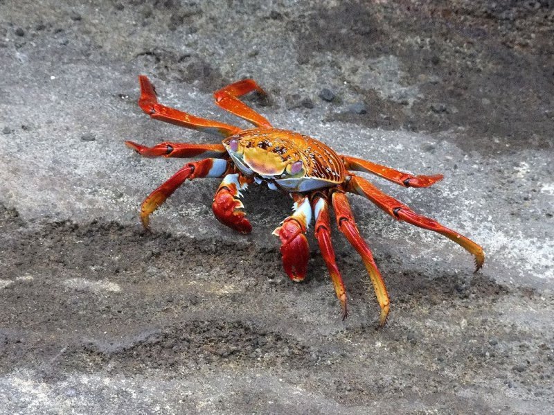 Sally Lightfoot Crabs
