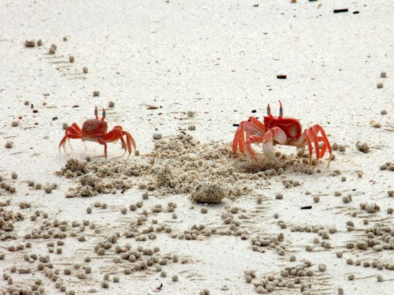 Ghost Crabs - the one on the right digging his hidey-hole