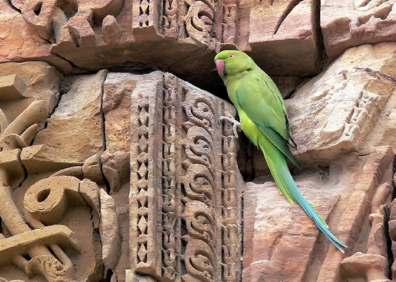 They Call These Parakeets, I Think We Call Them Parrots
