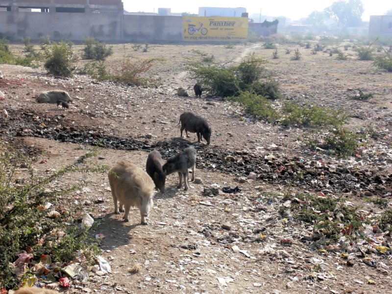 Unfortunately, Scenes Like This are Found All Over India