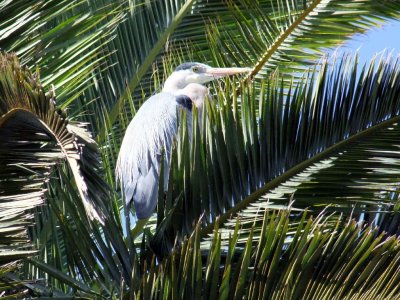 Heron in a Palm Tree