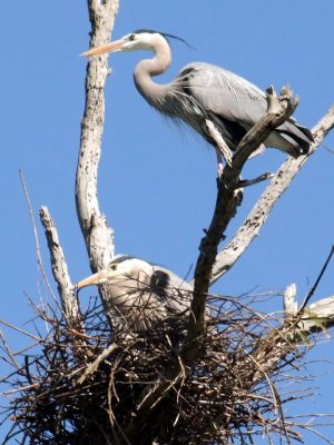 Great Blue Heron Nesting Series